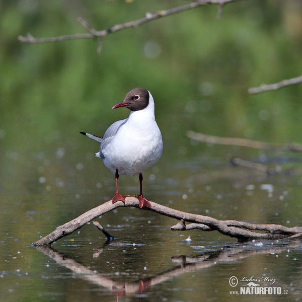 Racek chechtavý (Chroicocephalus ridibundus)