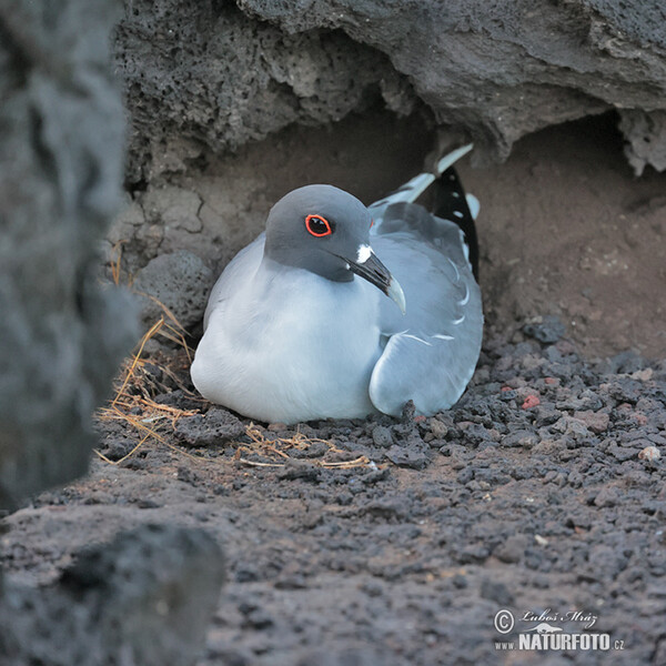 Racek galapážský (Creagrus furcatus)