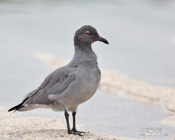 Racek lávový (Leucophaeus fuliginosus)