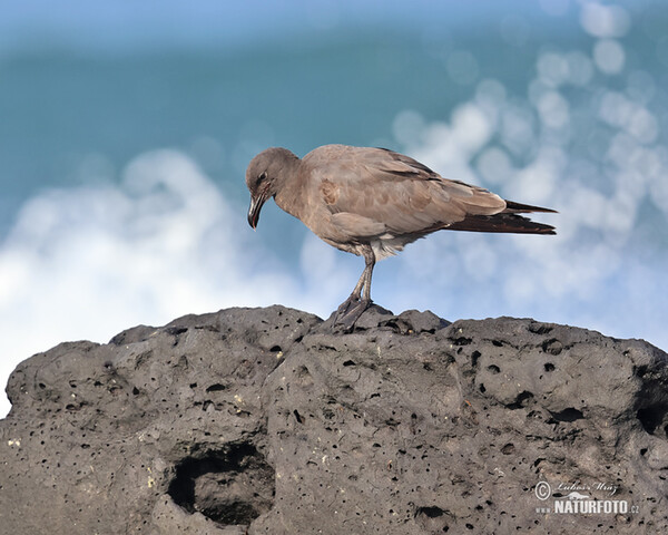 Racek lávový (Leucophaeus fuliginosus)