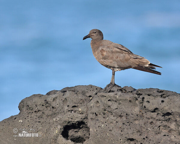 Racek lávový (Leucophaeus fuliginosus)