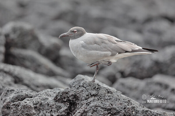 Racek lávový (Leucophaeus fuliginosus)