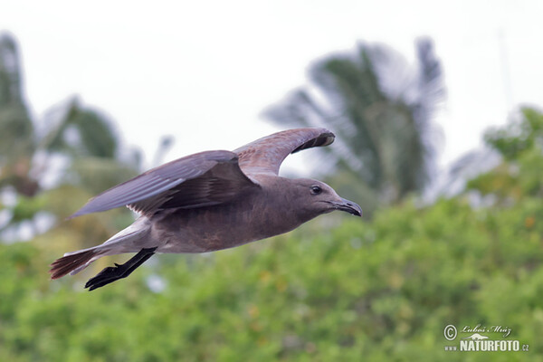 Racek lávový (Leucophaeus fuliginosus)