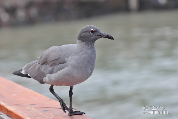 Racek lávový (Leucophaeus fuliginosus)