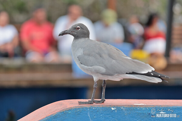 Racek lávový (Leucophaeus fuliginosus)