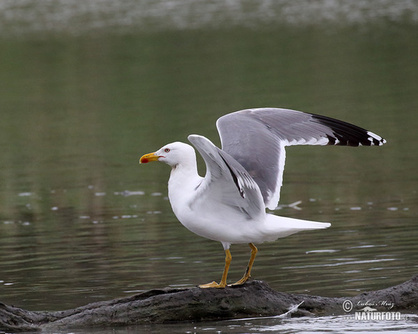 Racek středomořský (Larus michahellis)