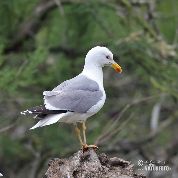 Racek středomořský (Larus michahellis)