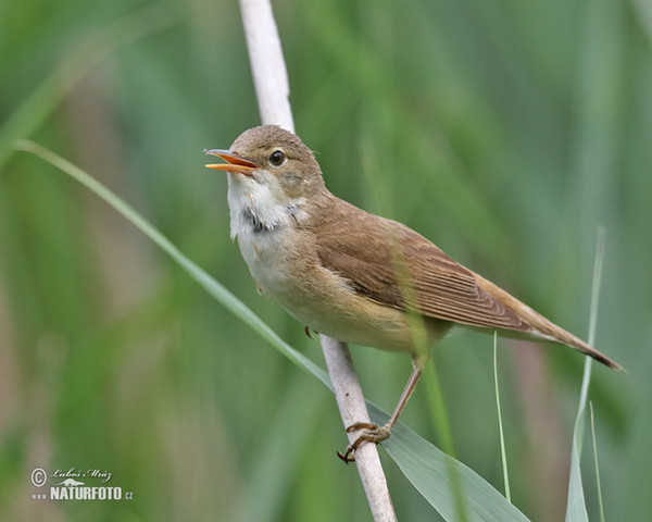 Rákosník obecný (Acrocephalus scirpaceus)