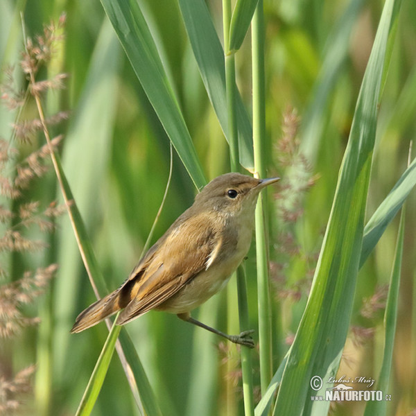 Rákosník obecný (Acrocephalus scirpaceus)