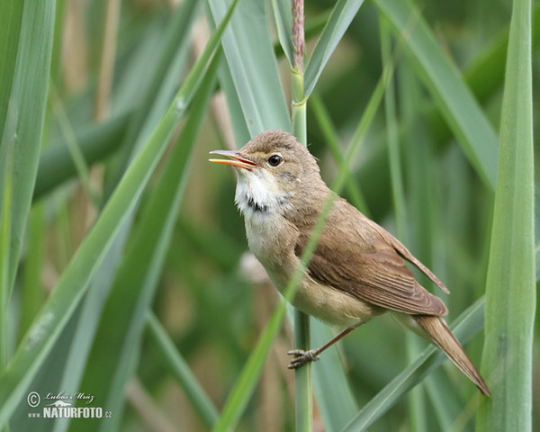 Rákosník obecný (Acrocephalus scirpaceus)