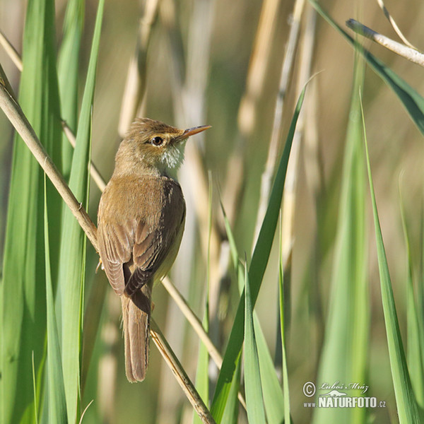 Rákosník obecný (Acrocephalus scirpaceus)