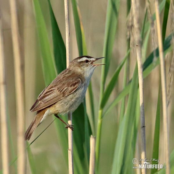 Rákosník proužkovaný (Acrocephalus schoenobaenus)