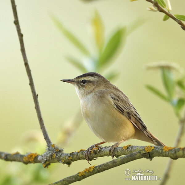 Rákosník proužkovaný (Acrocephalus schoenobaenus)