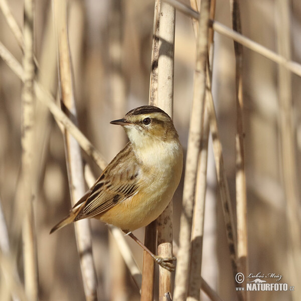 Rákosník proužkovaný (Acrocephalus schoenobaenus)