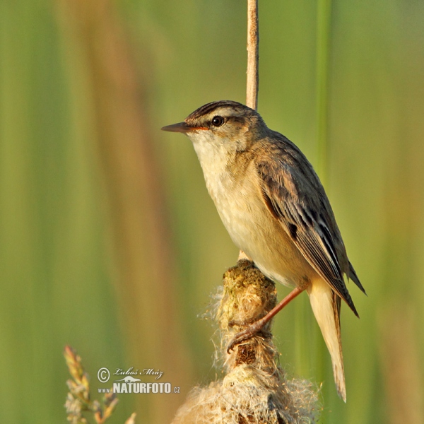 Rákosník proužkovaný (Acrocephalus schoenobaenus)