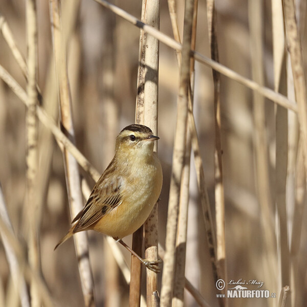 Rákosník proužkovaný (Acrocephalus schoenobaenus)