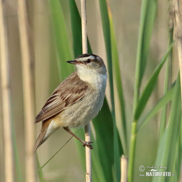 Rákosník proužkovaný (Acrocephalus schoenobaenus)