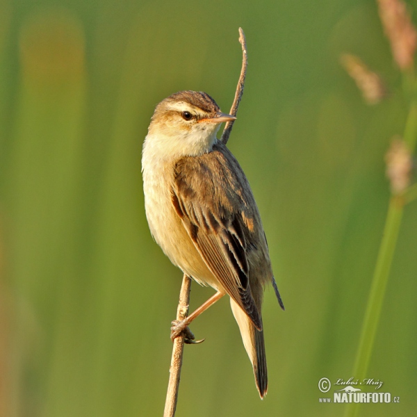 Rákosník proužkovaný (Acrocephalus schoenobaenus)