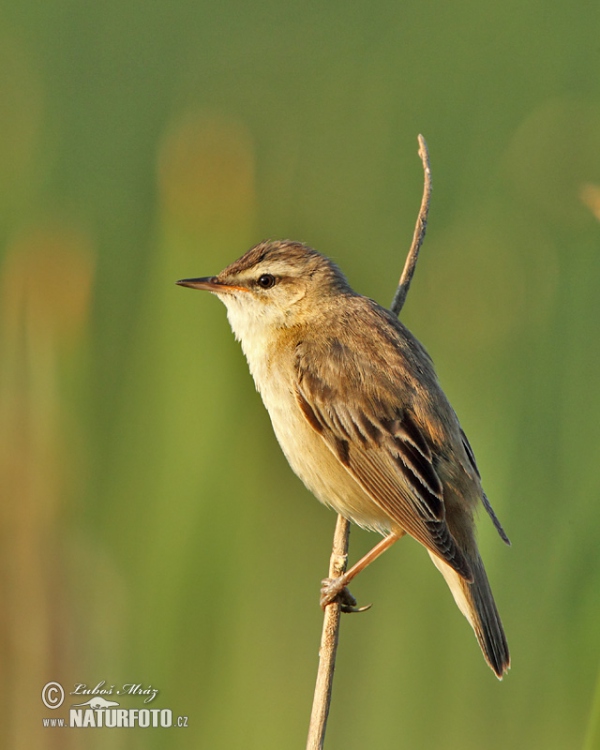 Rákosník proužkovaný (Acrocephalus schoenobaenus)