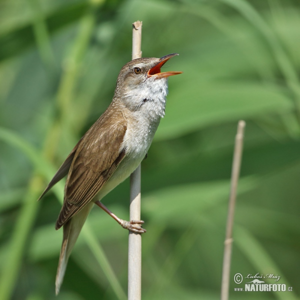 Rákosník velký (Acrocephalus arundinaceus)