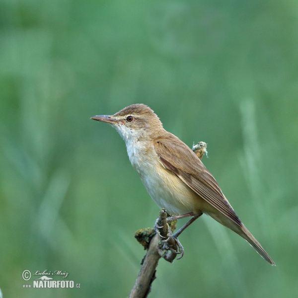 Rákosník velký (Acrocephalus arundinaceus)