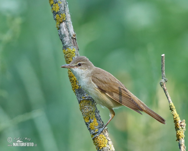 Rákosník velký (Acrocephalus arundinaceus)