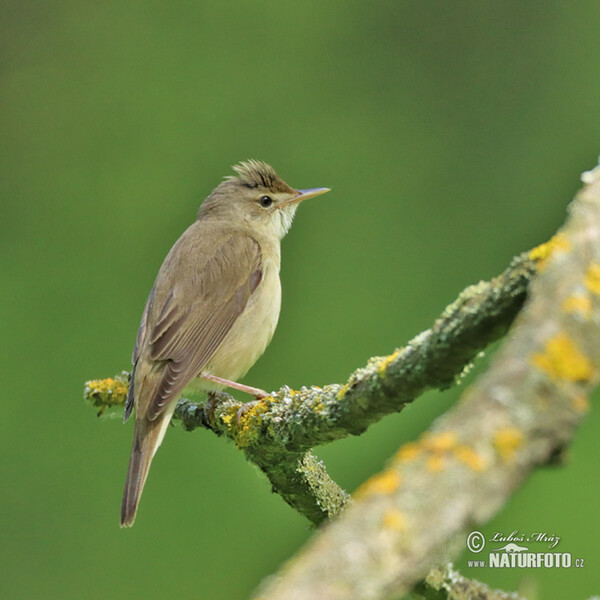 Rákosník zpěvný (Acrocephalus palustris)