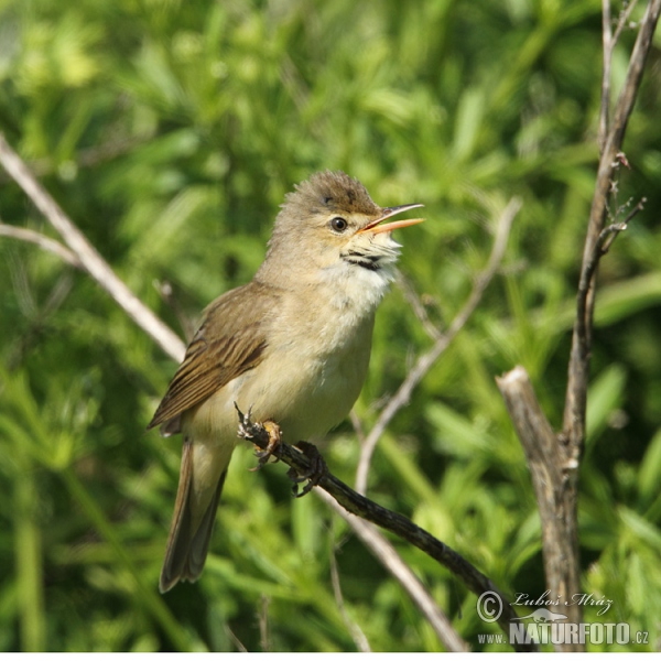 Rákosník zpěvný (Acrocephalus palustris)