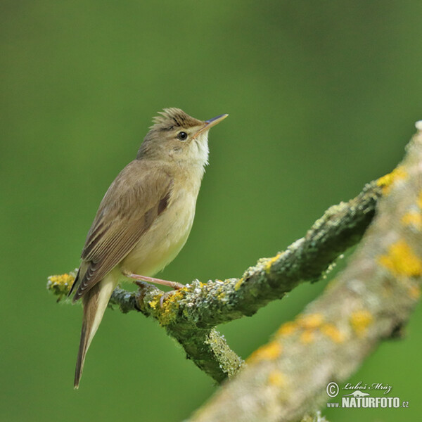 Rákosník zpěvný (Acrocephalus palustris)