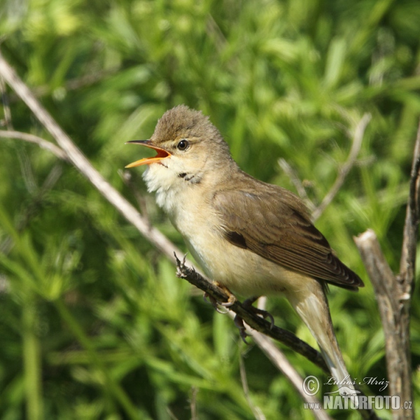 Rákosník zpěvný (Acrocephalus palustris)