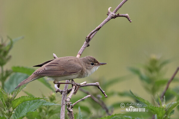 Rákosník zpěvný (Acrocephalus palustris)