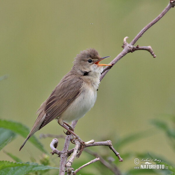 Rákosník zpěvný (Acrocephalus palustris)