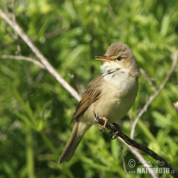 Rákosník zpěvný (Acrocephalus palustris)