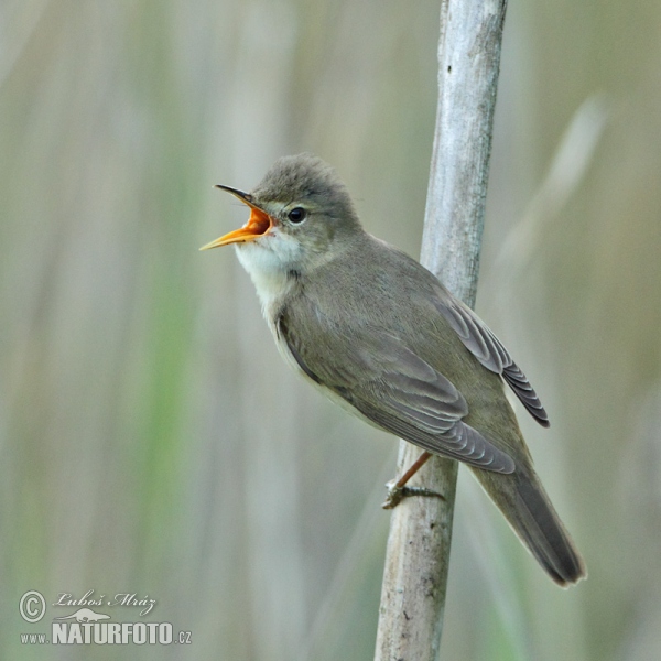 Rákosník zpěvný (Acrocephalus palustris)