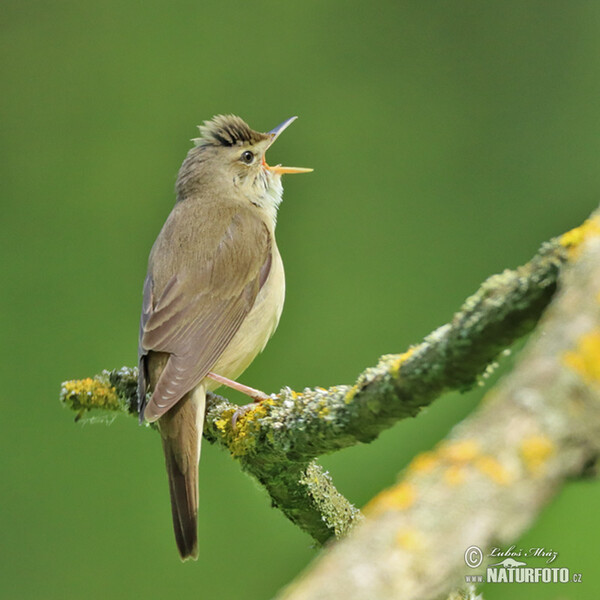 Rákosník zpěvný (Acrocephalus palustris)