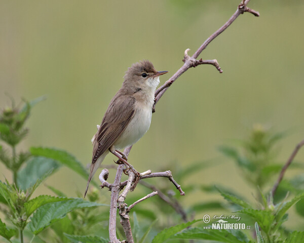 Rákosník zpěvný (Acrocephalus palustris)