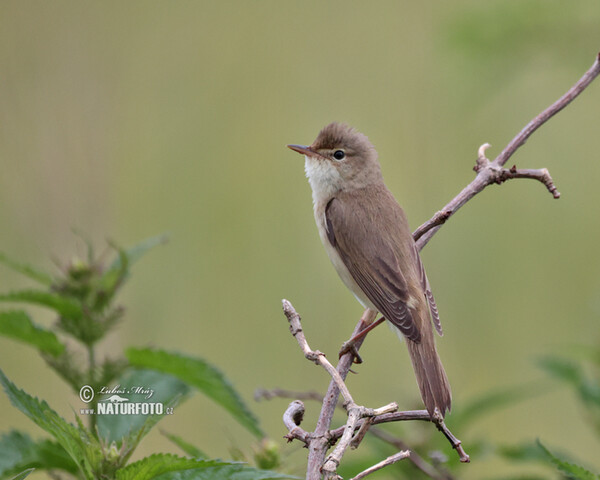 Rákosník zpěvný (Acrocephalus palustris)