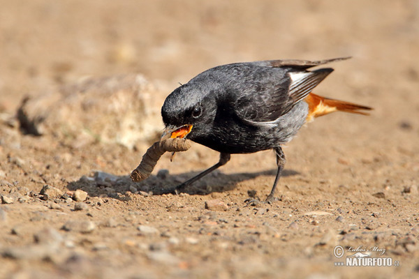 Rehek domácí (Phoenicurus ochruros)