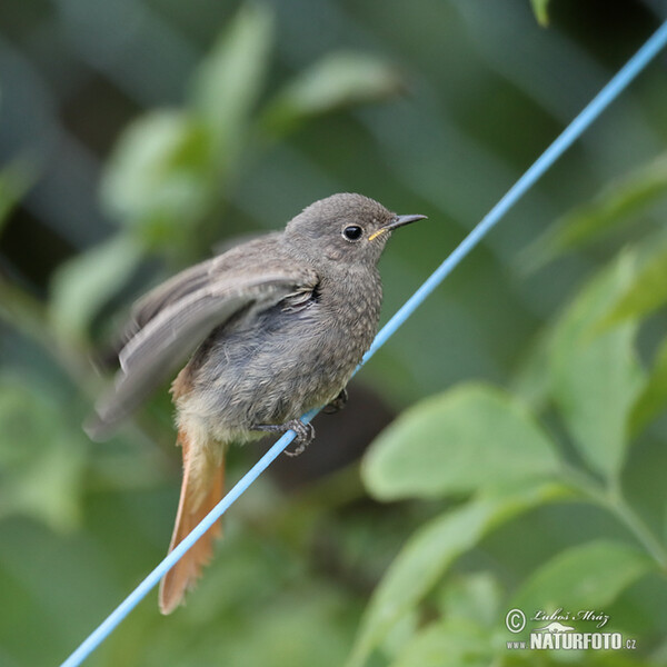 Rehek domácí (Phoenicurus ochruros)