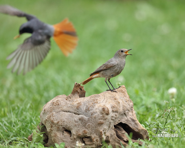 Rehek domácí (Phoenicurus ochruros)