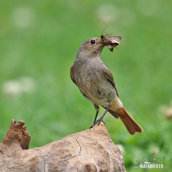 Rehek domácí (Phoenicurus ochruros)