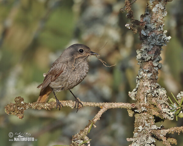 Rehek domácí (Phoenicurus ochruros)