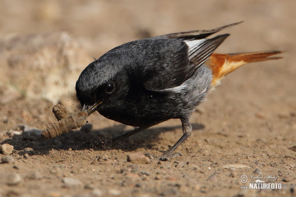 Rehek domácí (Phoenicurus ochruros)