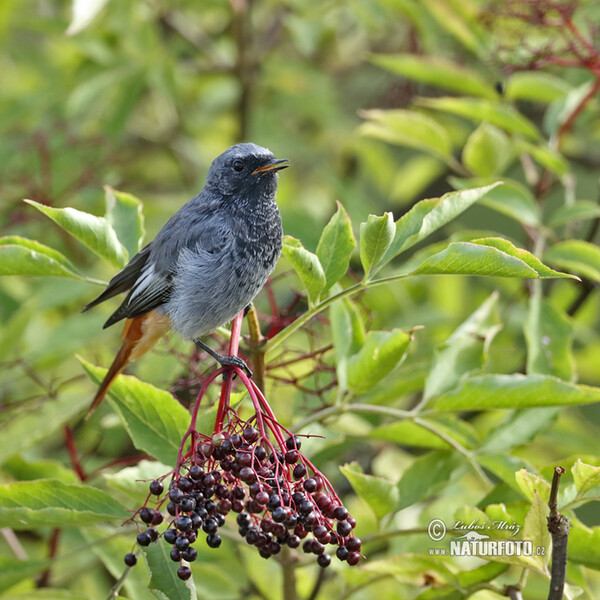 Rehek domácí (Phoenicurus ochruros)