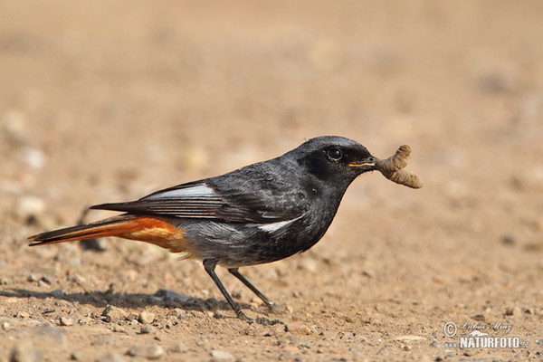 Rehek domácí (Phoenicurus ochruros)