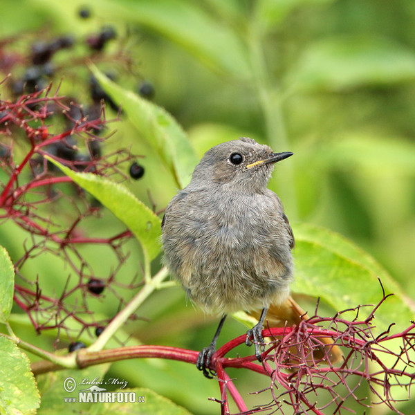 Rehek domácí (Phoenicurus ochruros)