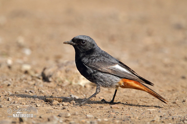 Rehek domácí (Phoenicurus ochruros)