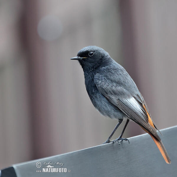 Rehek domácí (Phoenicurus ochruros)