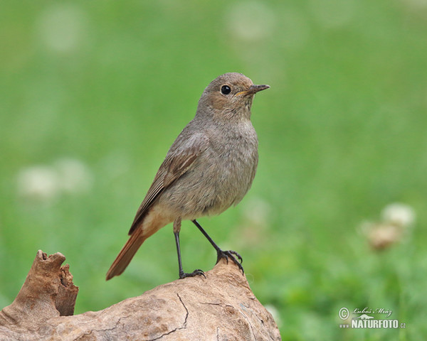 Rehek domácí (Phoenicurus ochruros)