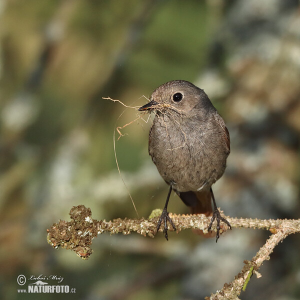 Rehek domácí (Phoenicurus ochruros)